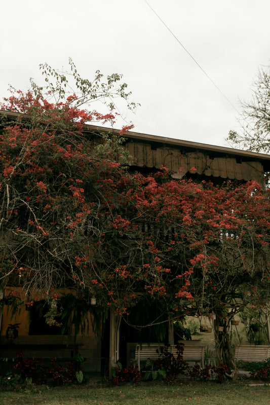 Why Grass Fed Tallow Is Used for Skin